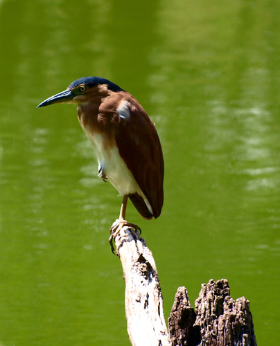 kingfisher in New Caledonia